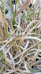 Panicum hallii hallii