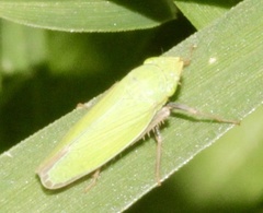 Draeculacephala minerva