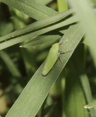 Draeculacephala minerva