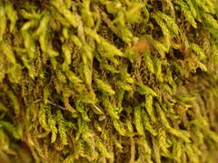 Claopodium whippleanum