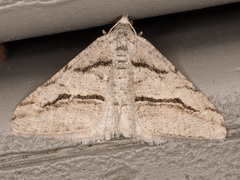 Digrammia imparilata