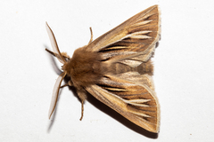 Ichneutica ceraunias