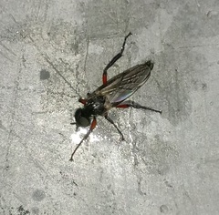 Bibio femoratus