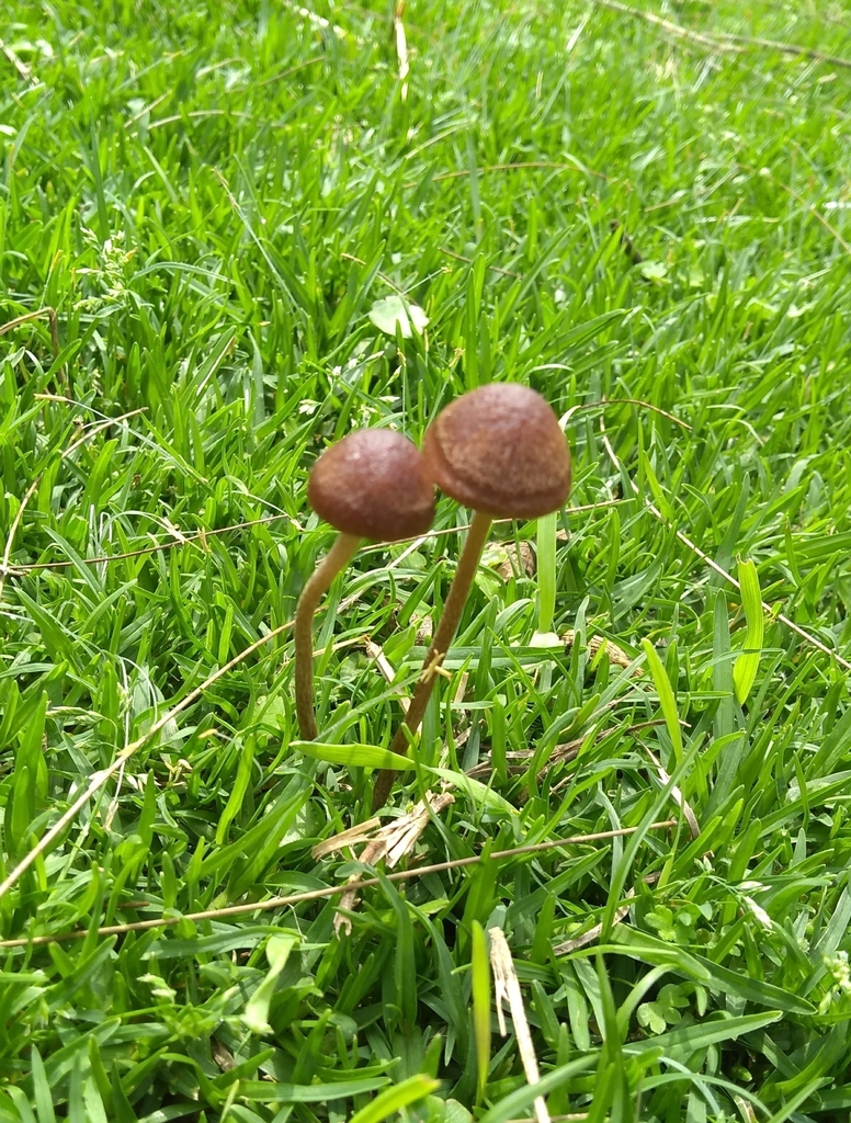 Panaeolus foenisecii · October 2019 · photo: © seba_fornes (iNaturalist, cc-by)