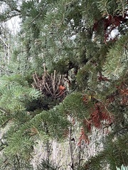 Arceuthobium abietis-religiosae