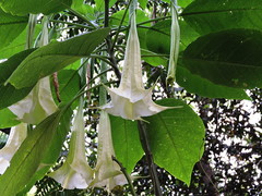 Brugmansia arborea