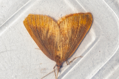 Xanthorhoe occulta