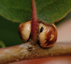 Kermesidae