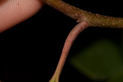 Quintinia sieberi