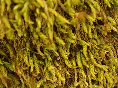 Claopodium whippleanum