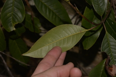 Quintinia sieberi