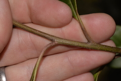 Quintinia sieberi