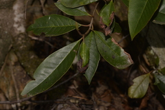 Quintinia sieberi