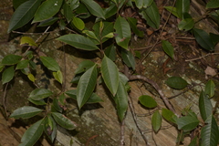 Quintinia sieberi