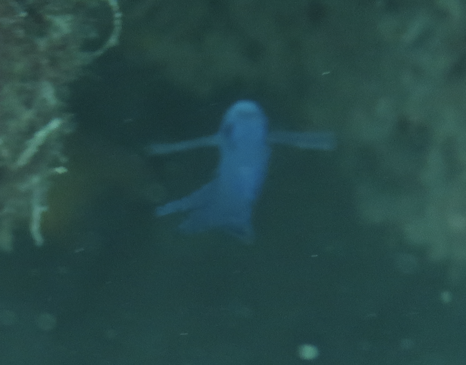 Blue assessor (Assessor macneilli) — Plesiopidae