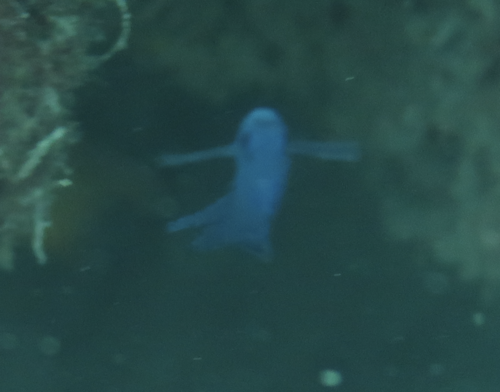 Blue assessor (Assessor macneilli) — Plesiopidae