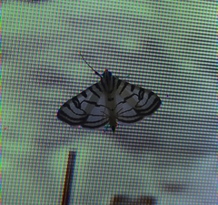 Conchylodes ovulalis