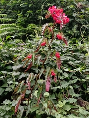 Begonia incarnata