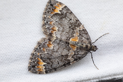 Dysstroma pseudimmanata