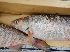 Coregonus clupeaformis