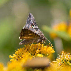 Plusiinae