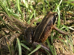 Rana japonica