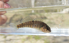 Etheostoma caeruleum
