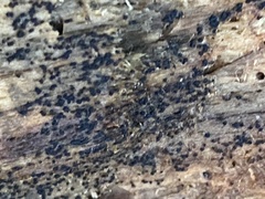 Berkleasmium concinnum