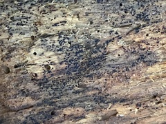 Berkleasmium concinnum