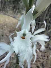 Chloraea crispa