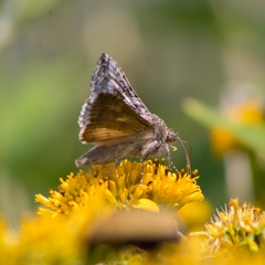 Plusiinae