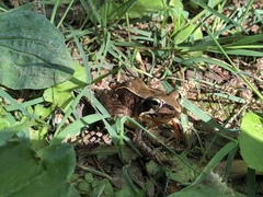 Rana japonica