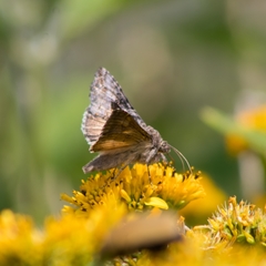 Plusiinae