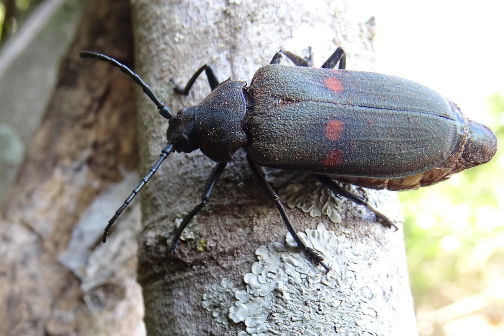 Poekilosoma ornatum