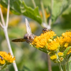 Plusiinae