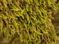 Claopodium whippleanum