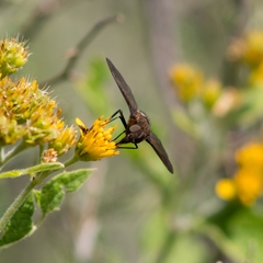 Exoprosopini