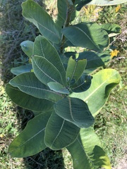 Asclepias syriaca