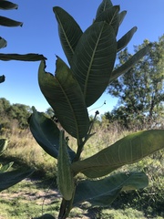 Asclepias syriaca