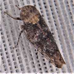 Paraphlepsius collitus