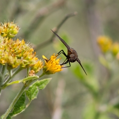 Exoprosopini