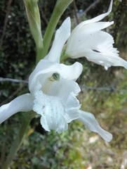 Chloraea crispa