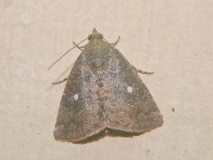 Amyna axis