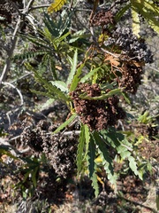 Lyonothamnus floribundus