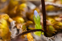Gentiana prostrata