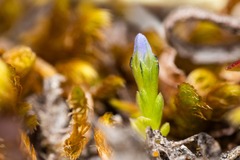 Gentiana prostrata