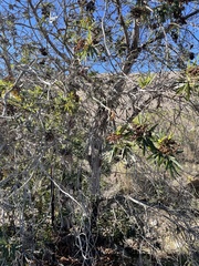 Lyonothamnus floribundus