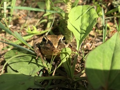 Rana japonica
