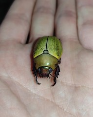 Pelidnota