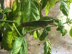 Prionolopha serrata